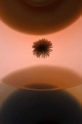 Transparences éphémères - Pâquerette.jpg